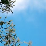 I fiori bianchi di Clematis vitalba