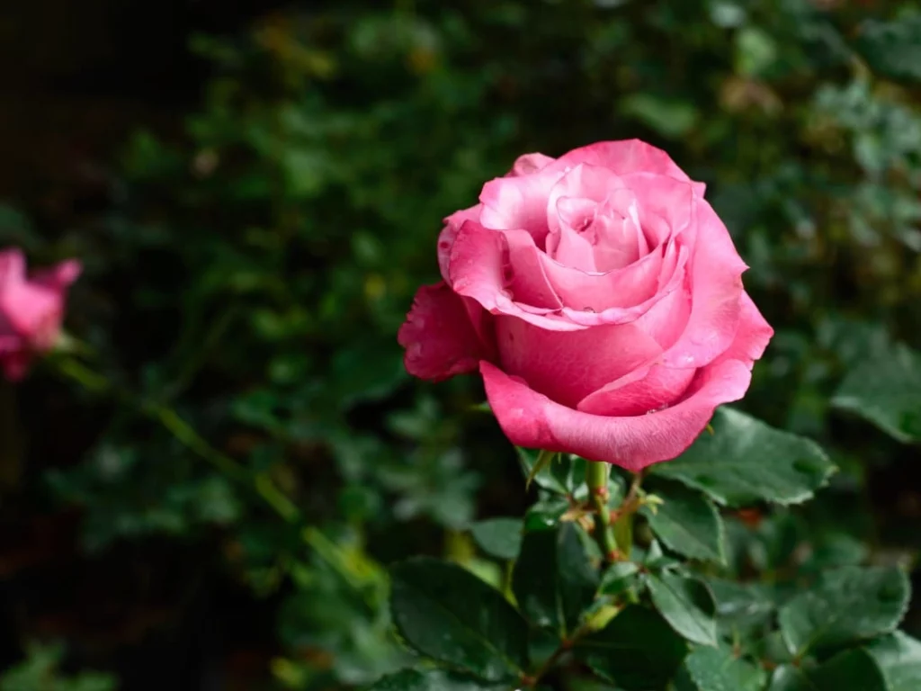 A maggio la regina del giardino è la rosa