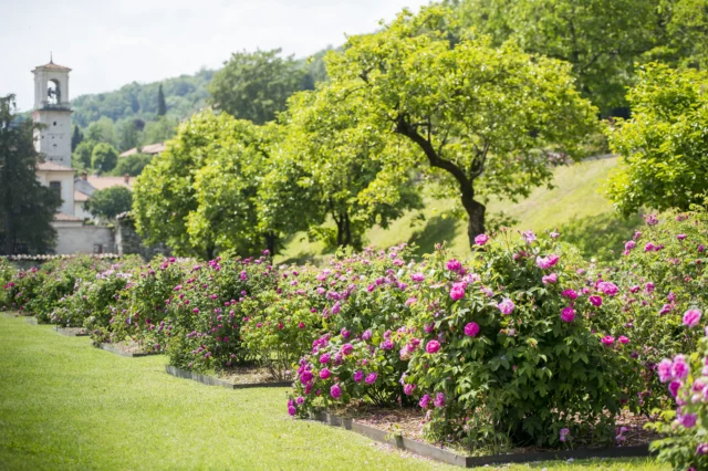 Il giardino delle rose, uno degli angoli deliziosi di Villa della Porta Bozzolo (credits: FAI)