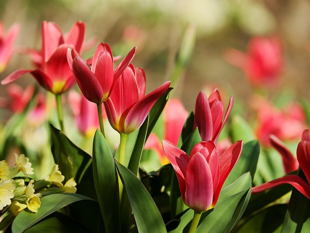 Fiori perenni, tulipano