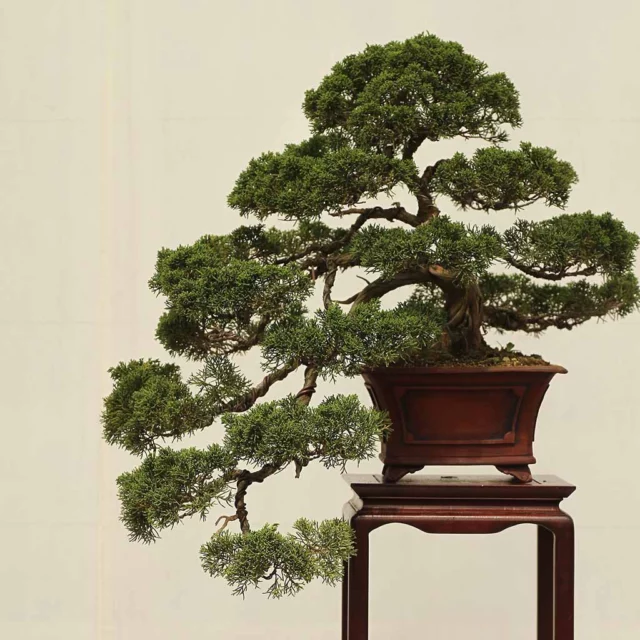 stili dei bonsai