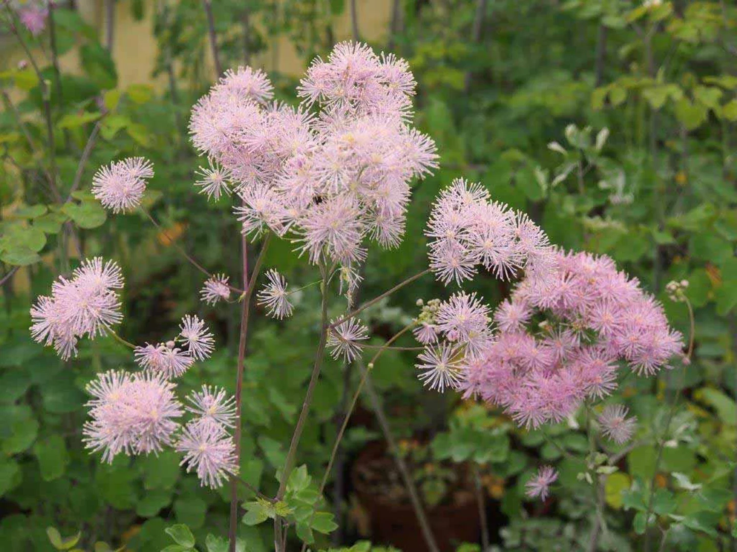 Thalictrum