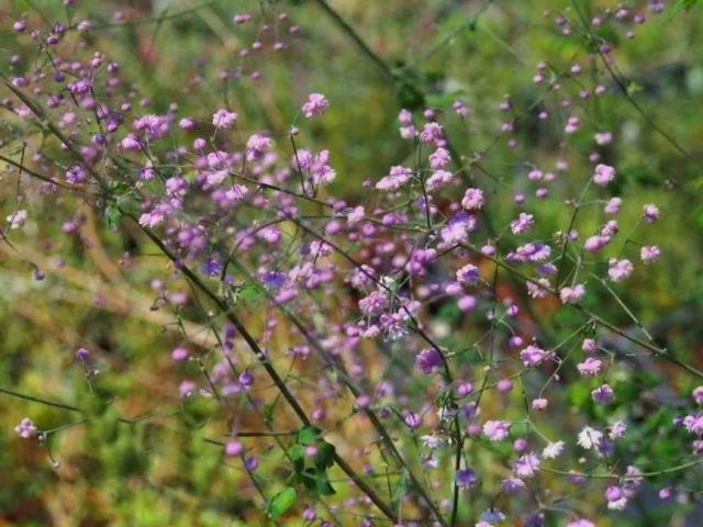 Thalictrum