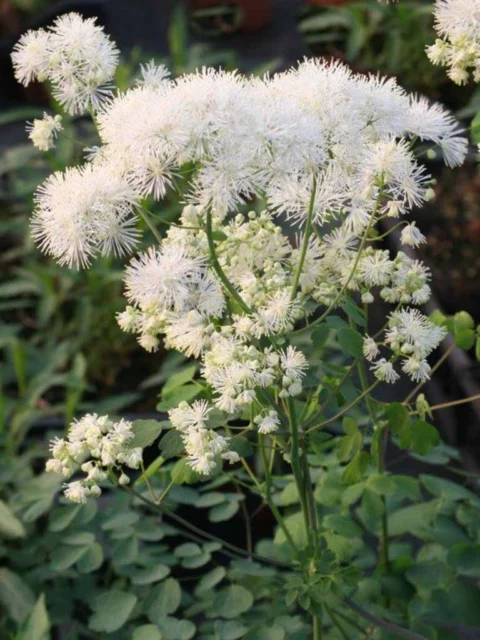 T. aquilegifolium 