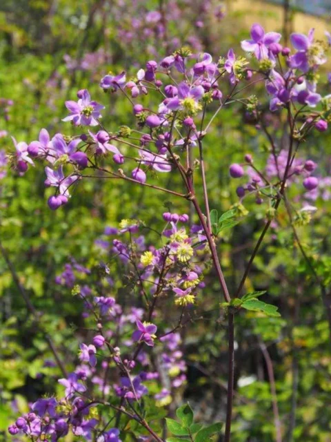 Thalictrum rochebrunianum