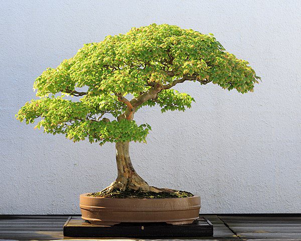 acero giapponese bonsai