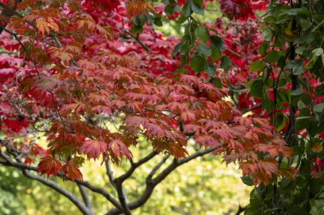 acer palmatum atropurpureum