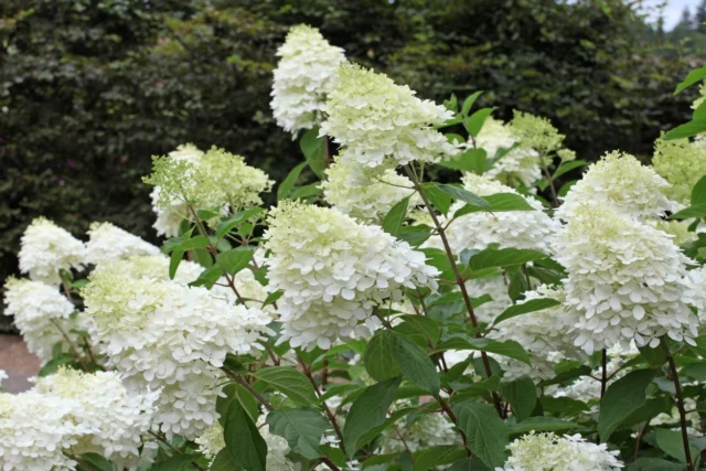 Hydrangea paniculata 'Phantom'