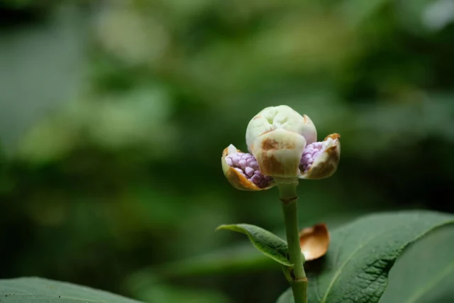 Hydrangea involucrata