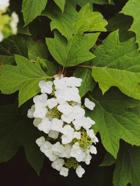 Hydrangea quercifolia