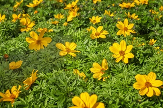 Bidens ferulifolia: il giallo ideale per il balcone al sole