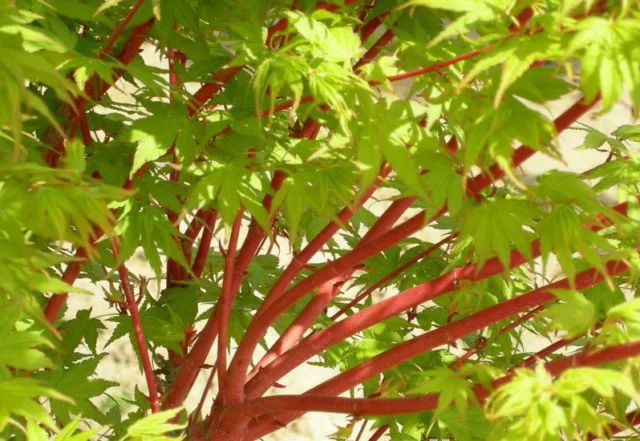 Acer palmatum 'Sango kaku'