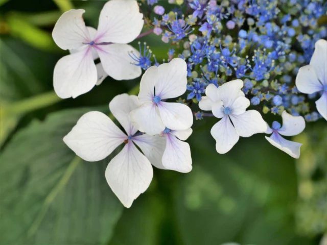 Hydrangea serrata