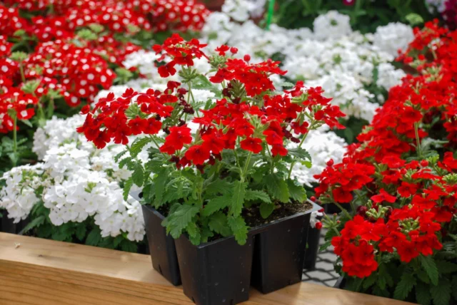 Verbena peruviana perfetta per un balcone al sole