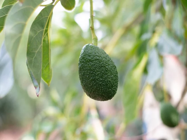 avocado_frutto
