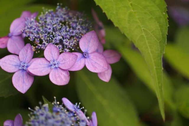 Hydrangea serrata