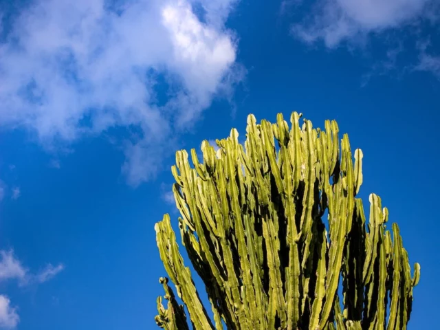 pianta dell'Euphorbia 
