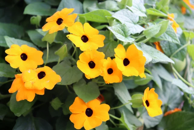 Thunbergia alata