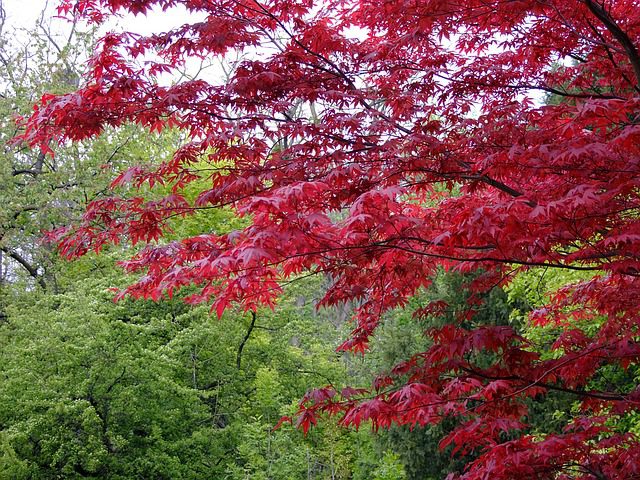 japanese maple