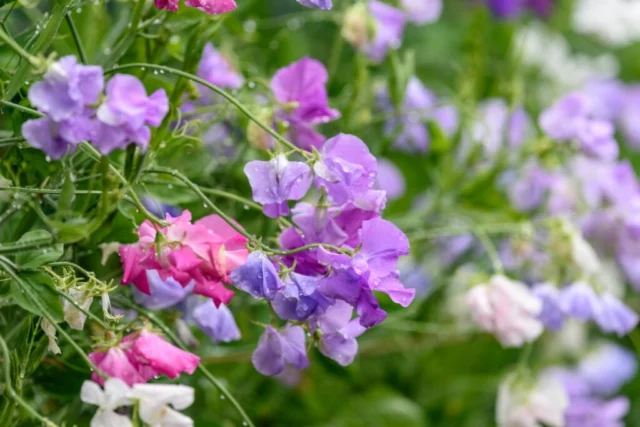 Lathyrus odoratus