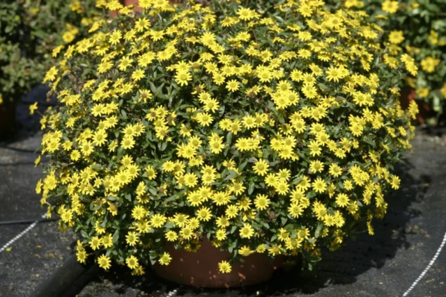 Sanvitalia procumbens ricadente per il balcone al sole