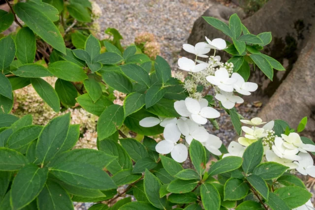 Hydrangea heteromalla 'Nepal Beauty'