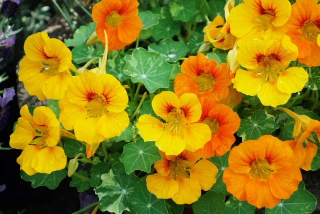 Tropaeolum majus, una rampicante/ricadente ideale per il balcone al sole