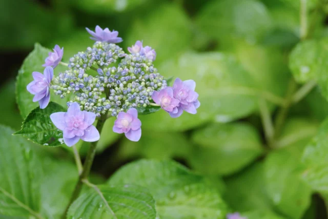 Hydrangea involucrata