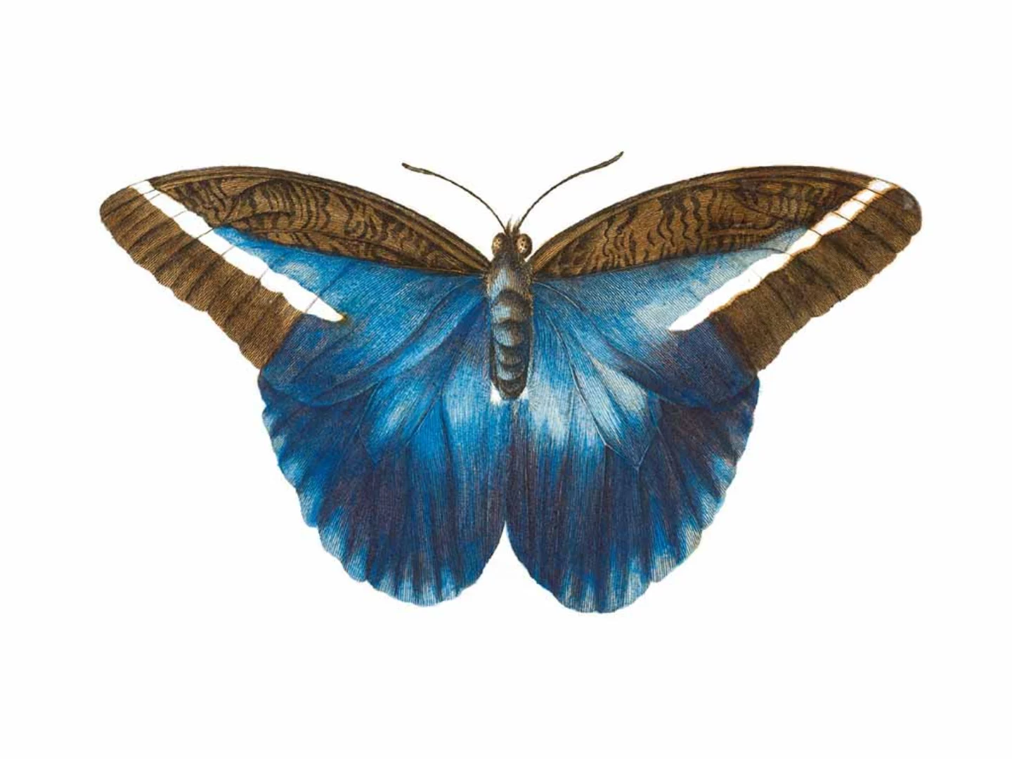 La vita e i segreti delle farfalle: il potere magico dei fiori volanti -  Villegiardini