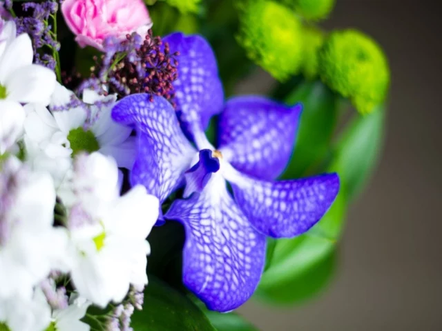 Orchidea blu o Vanda Coerulea
