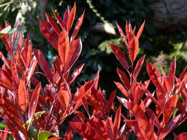 photinia foglie rosse