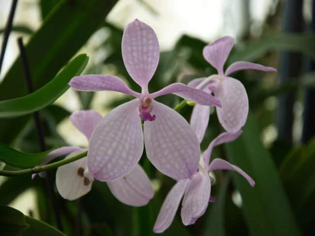 orchidee blu