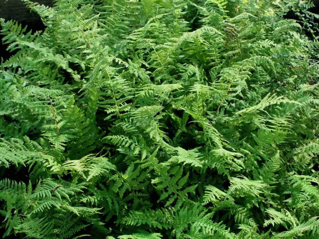 Athyrium filix-femina 'Minutissima'