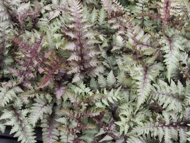 Athyrium nipponicum 'Metallicum'