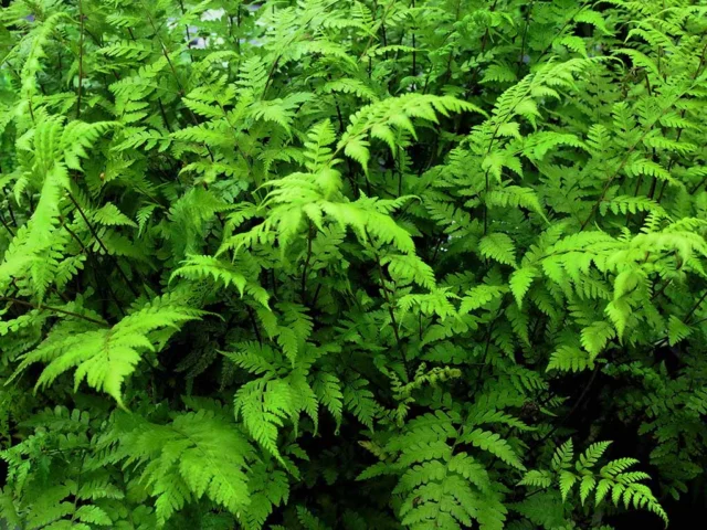 Athyrium vidallii