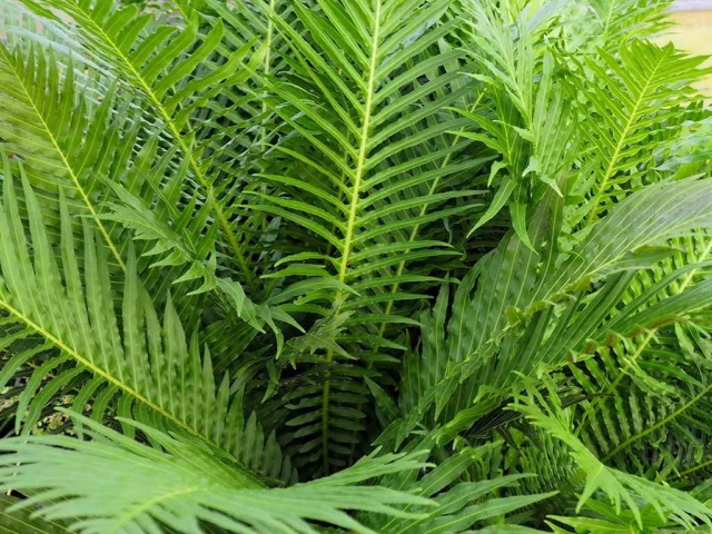 Blechnum gibbum 'Silver Lady'