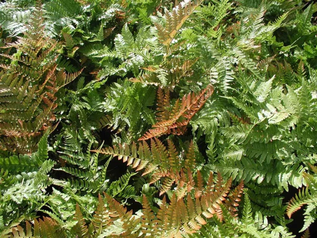 Dryopteris erythrosora