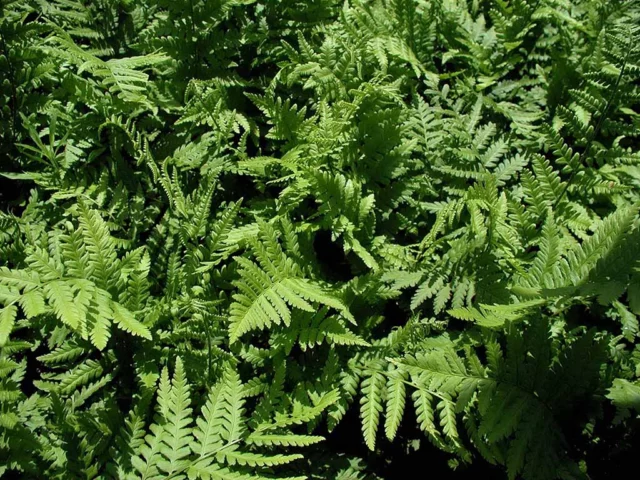 Dryopteris filix-mas