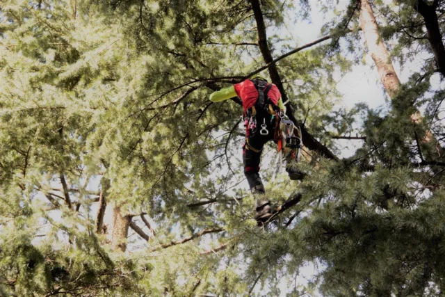 Tree climber