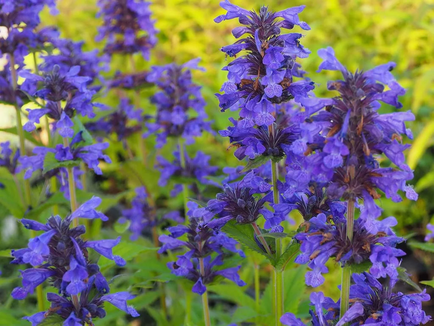 Nepeta nervosa 'Neptune'