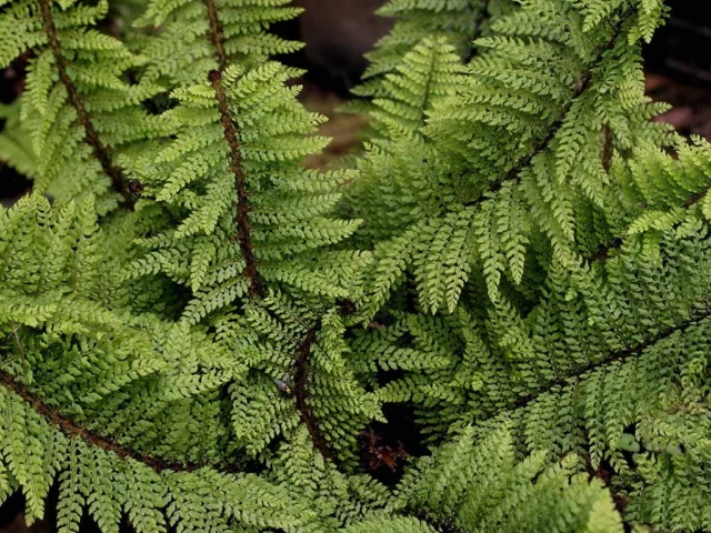 Polystichum setiferum 'Proliferum'