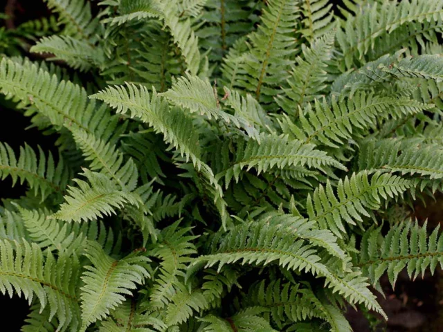 Polystichum tripteron