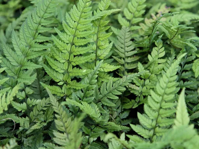 Polystichum tsus-simense