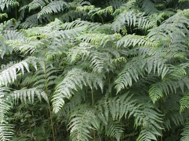 Pteridium aquilinum