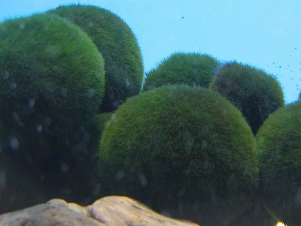 marimo alga