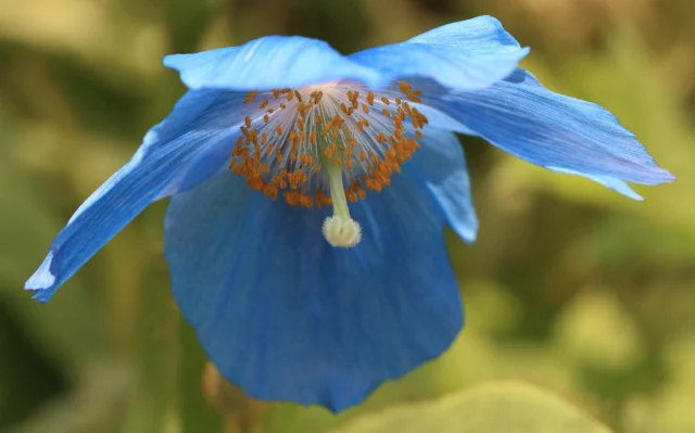 International Garden Festival, Reford Gardens