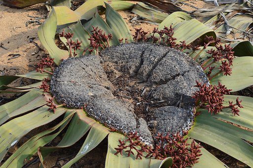 Infiorescenze di Welwitschia mirabilis