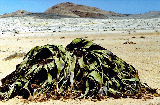 Welwitschia mirabilis in Namibia