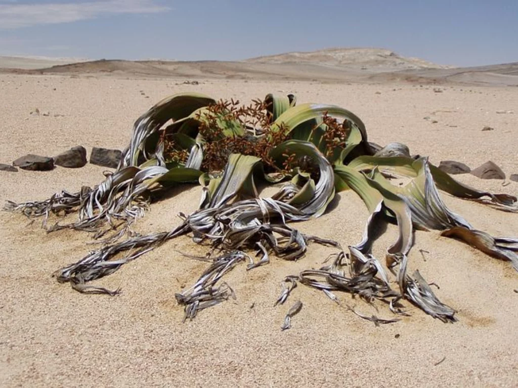 genoma welwitschia