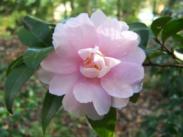 camellia autunnale sasanqua Jean